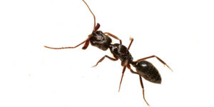 Ants Morris NJ Pest Control Exterminator