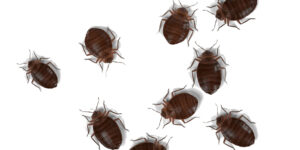 Bed Bugs Bedbugs Morris NJ Pest Control Exterminator