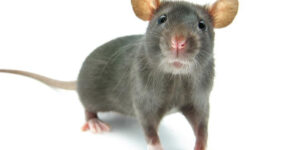 Rats Mice Morris NJ Pest Control Exterminator