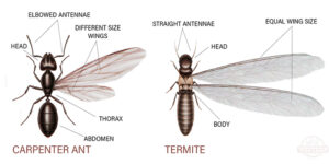 Termites Morris NJ Pest Control Exterminator